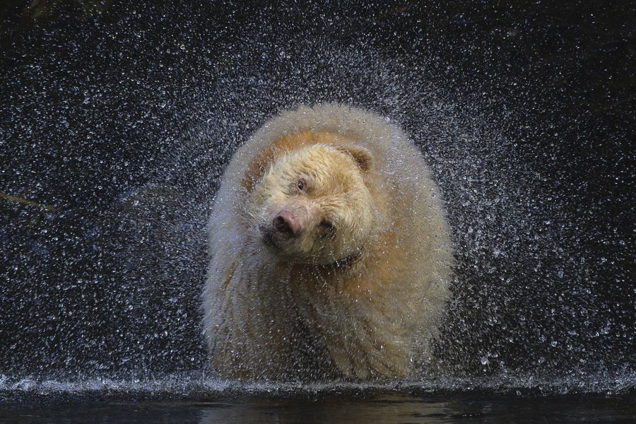 Winners of the 2021 BigPicture Natural World Photography